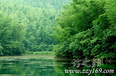 領(lǐng)悟竹之語丨咬定青山不放松，立根原在破巖中